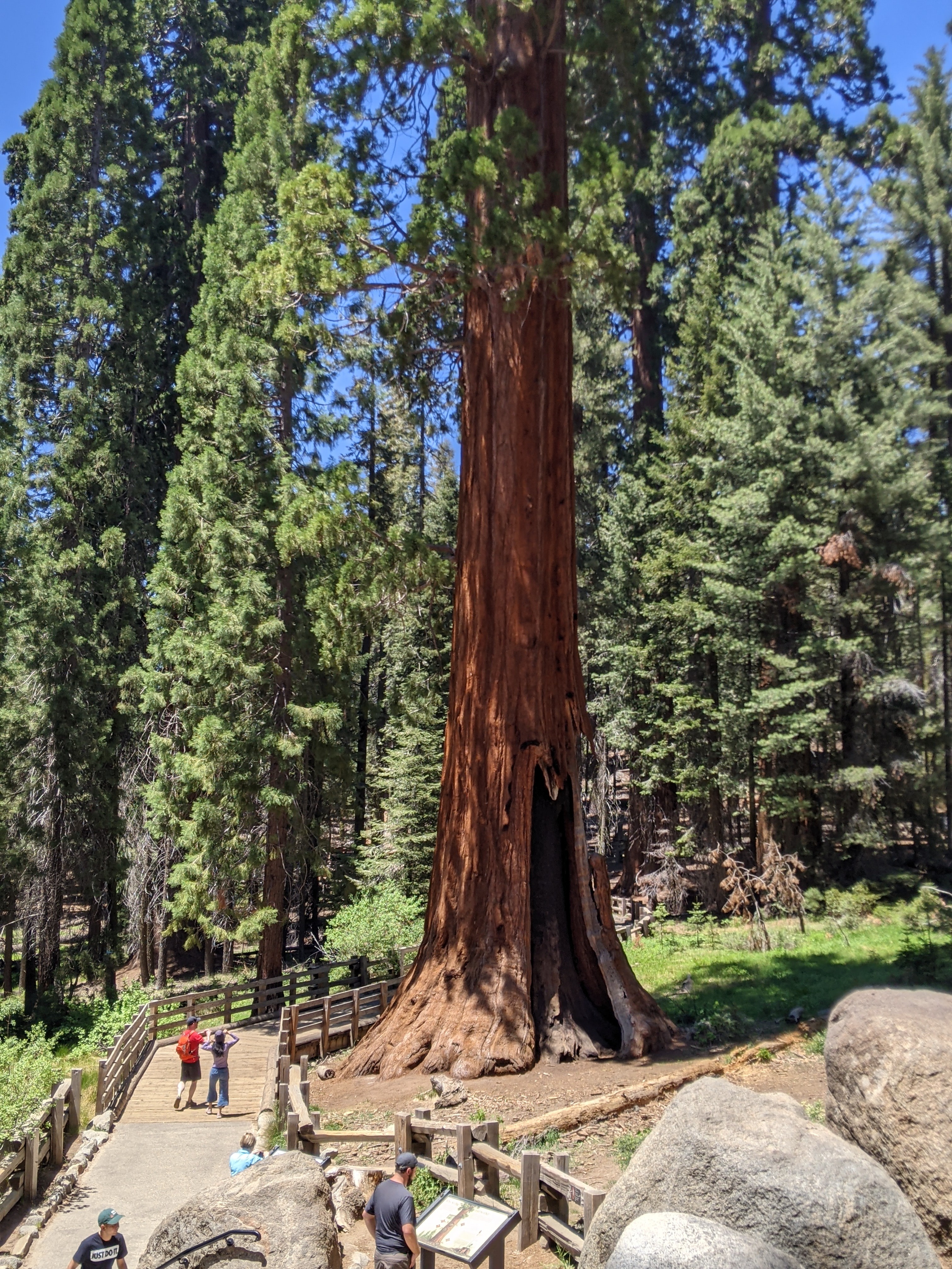 Sequoia